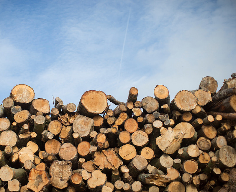 Die Quick-Step-Böden bestehen aus Holz aus nachhaltiger Forstwirtschaft